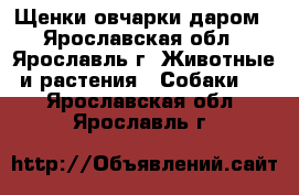 Щенки овчарки даром - Ярославская обл., Ярославль г. Животные и растения » Собаки   . Ярославская обл.,Ярославль г.